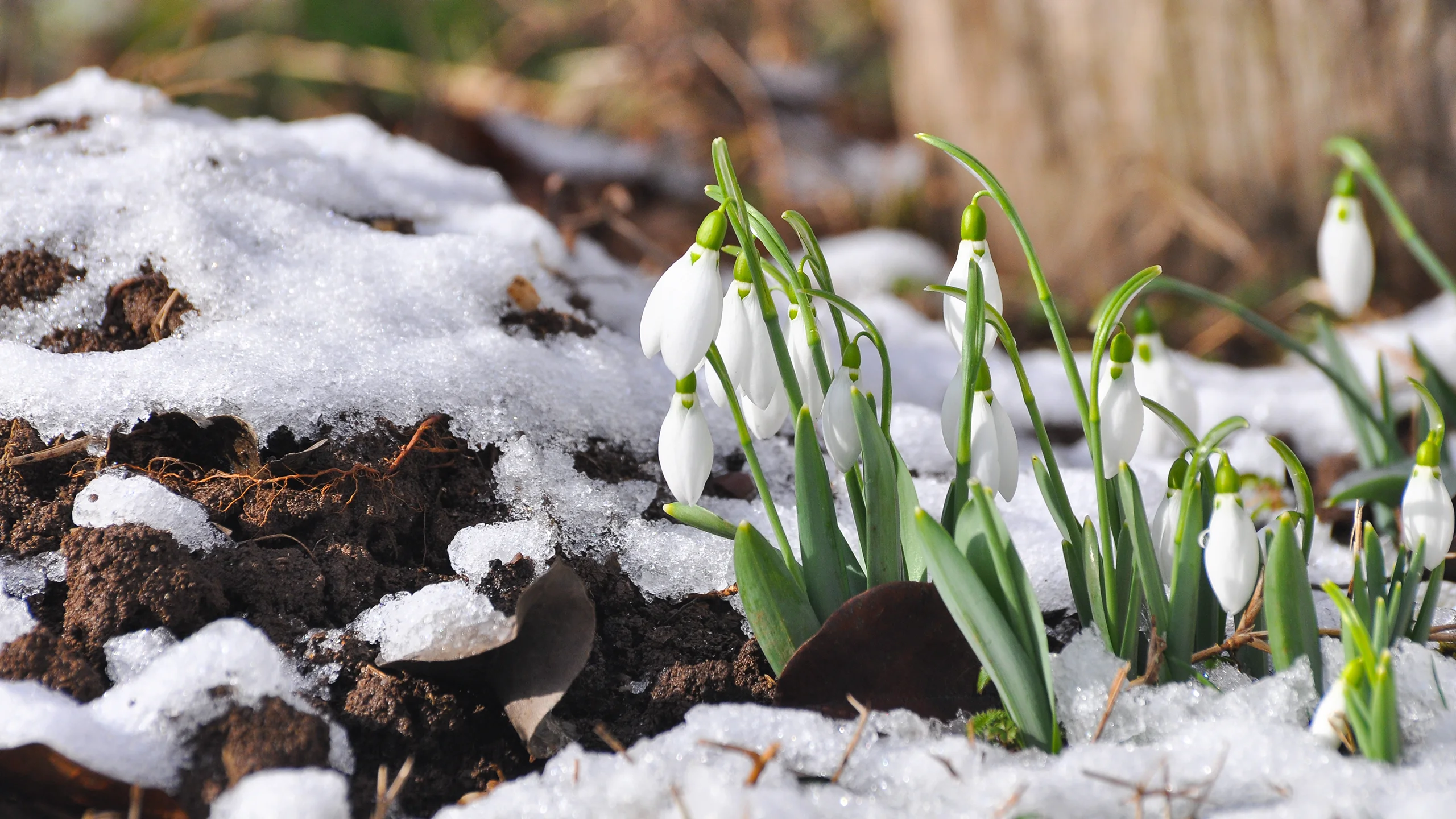 Renewal Themes in Spring Music